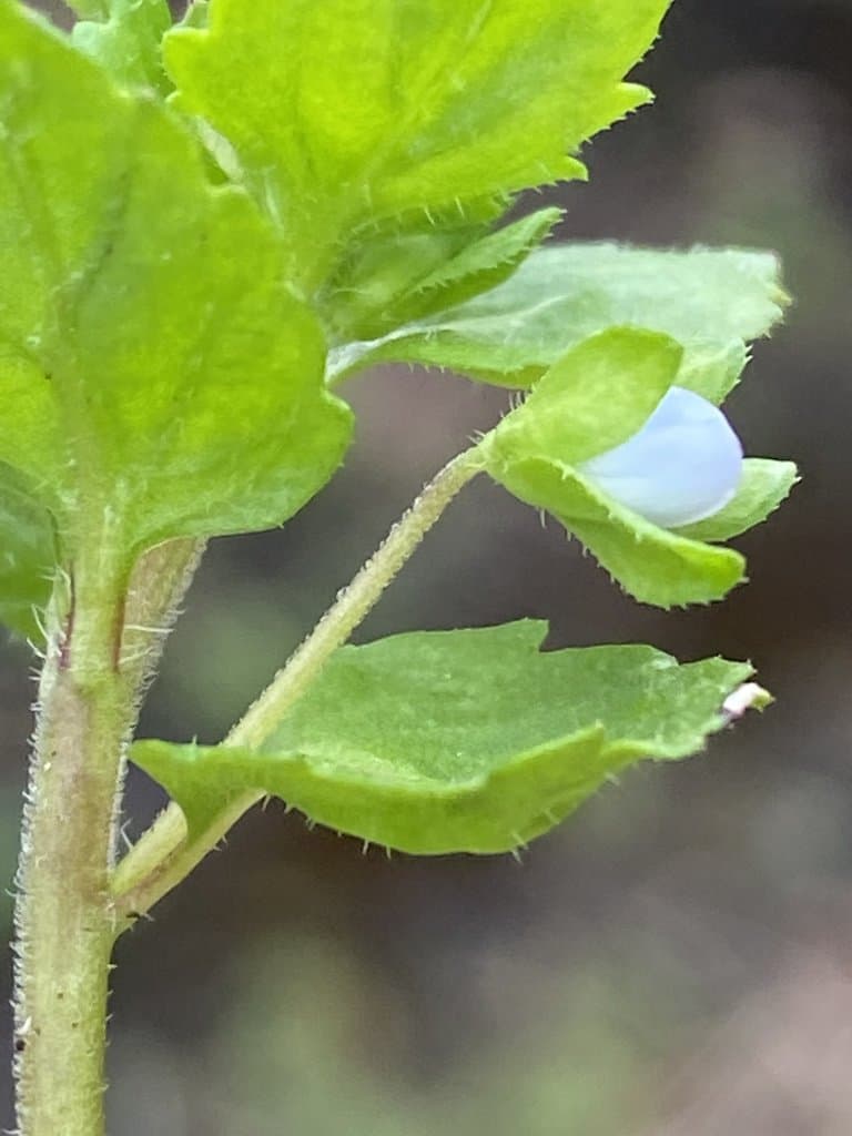 Veronica agrestis L.