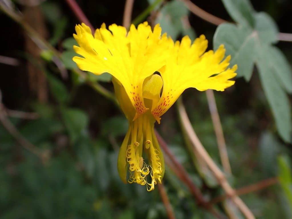 Tropaeolum peregrinum L.