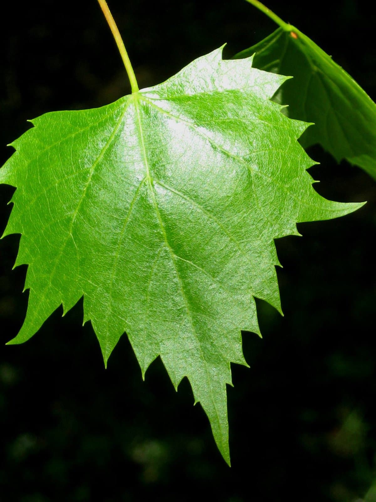 Tilia mongolica Maxim.
