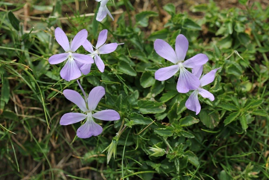 Viola cornuta L.