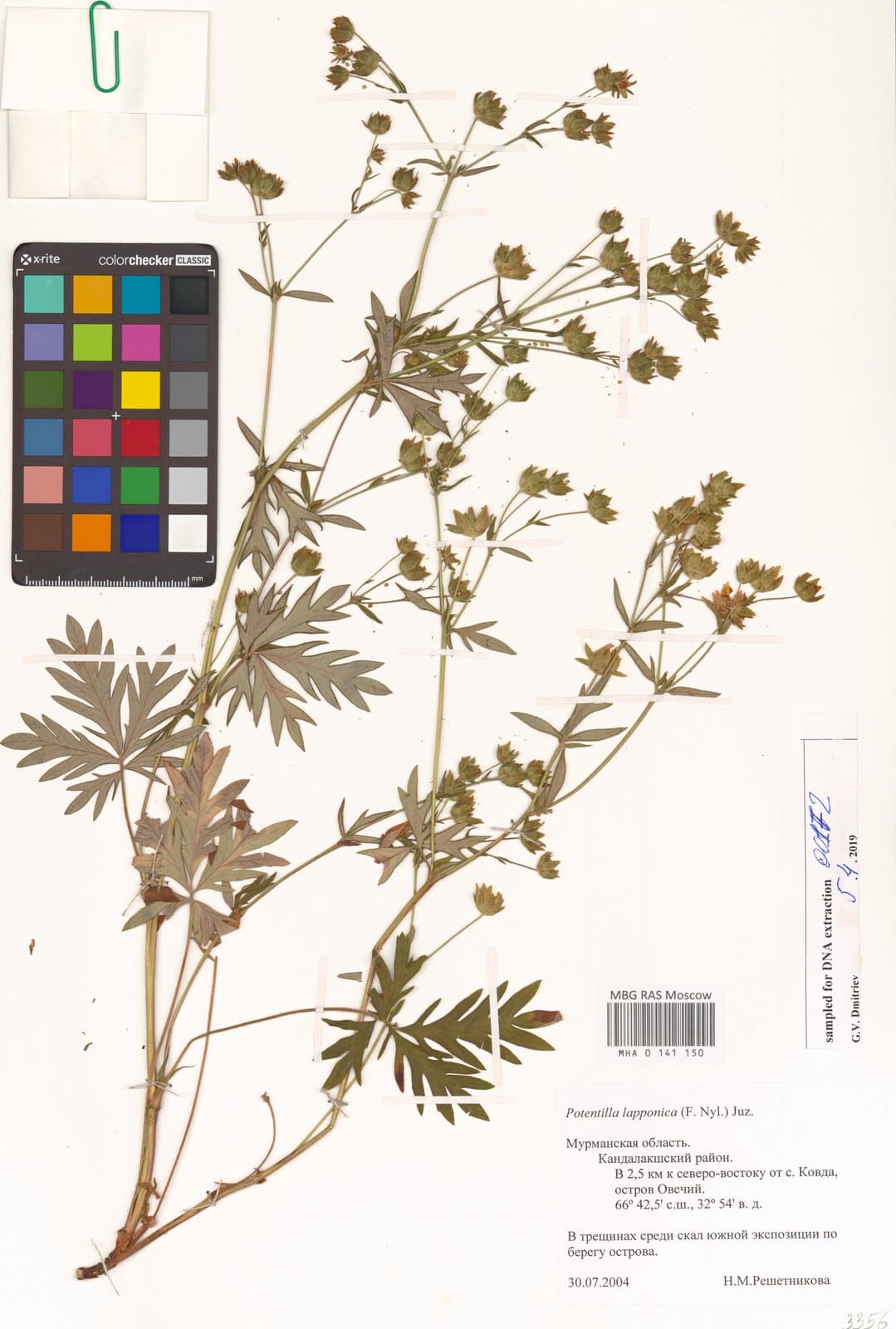 Potentilla arctica Lehm.