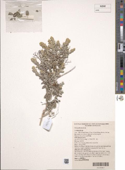 Dicrastylis maritima Rye & Trudgen