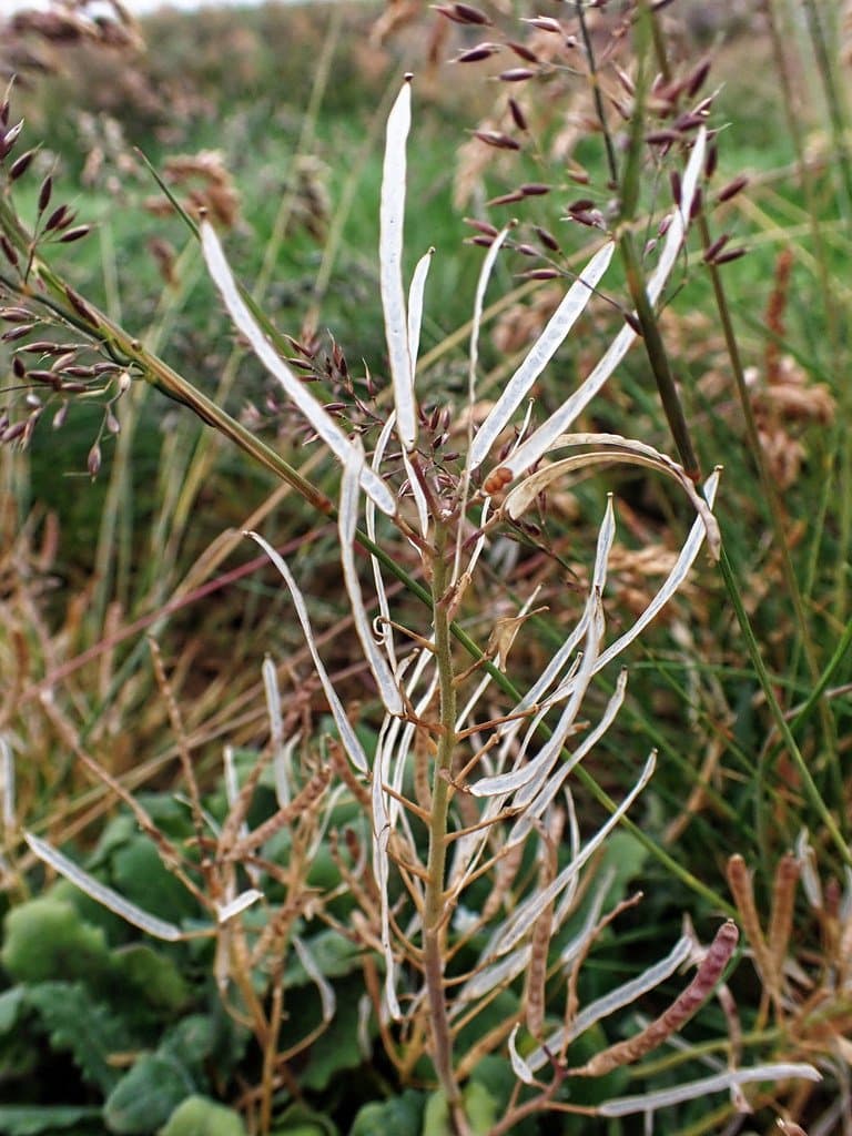 Arabis alpina L.