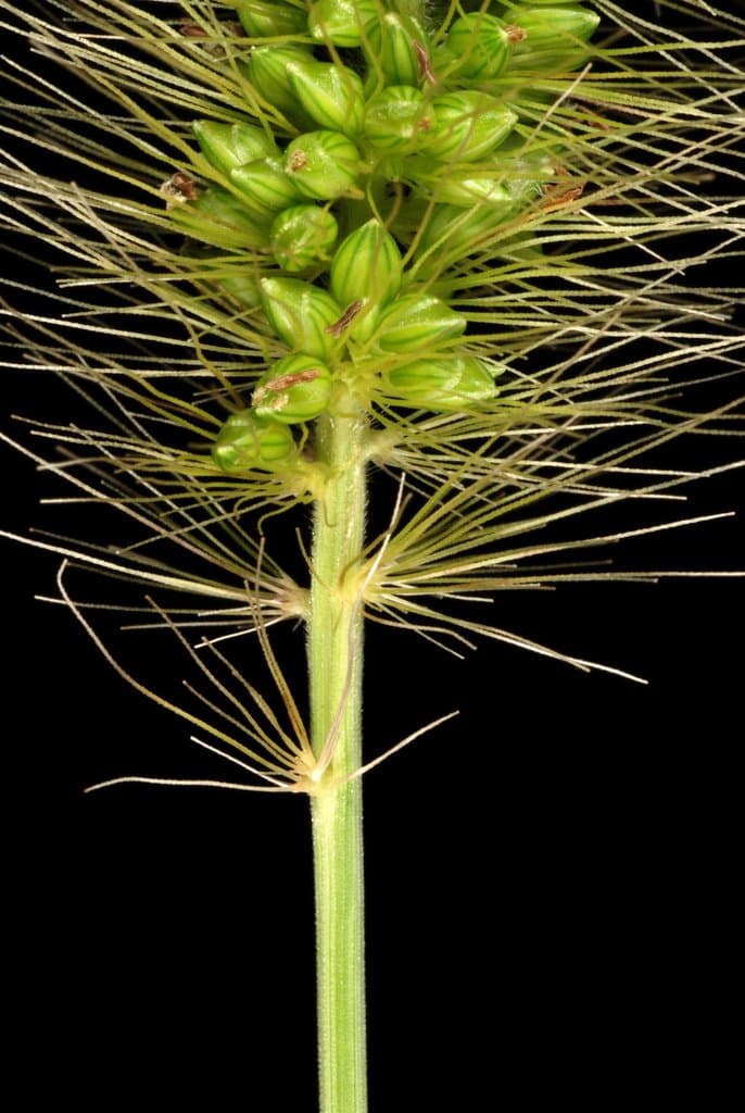 Setaria faberi R.A.W.Herrm.