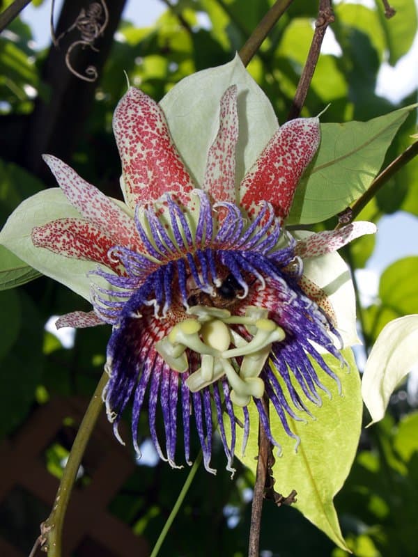 Passiflora maliformis L.