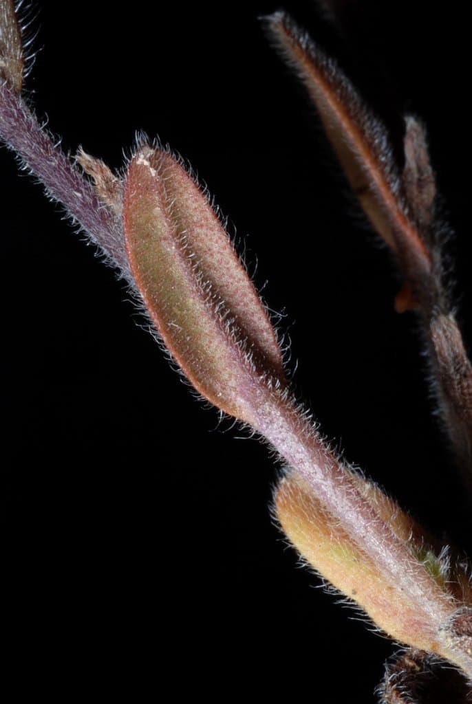 Myosotis stricta Link ex Roem. & Schult.