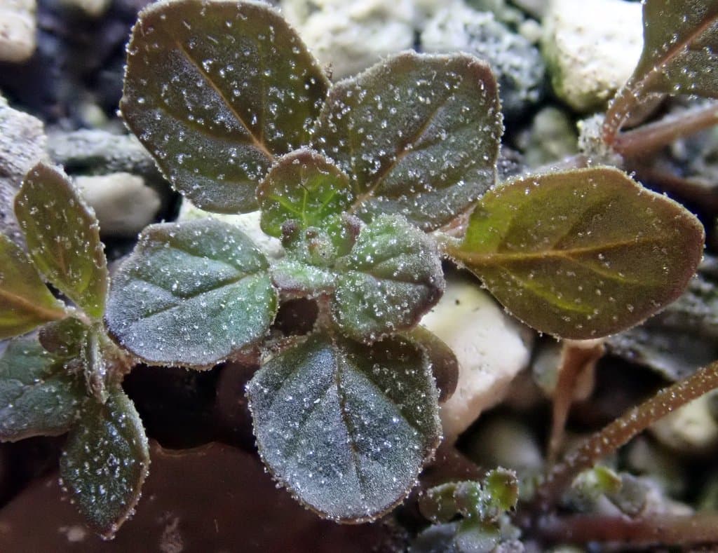 Dysphania pusilla (Hook.fil.) Mosyakin & Clemants
