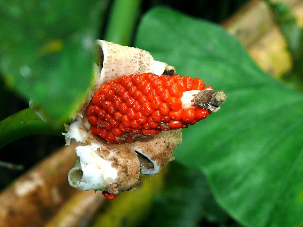 Alocasia sarawakensis M.Hotta