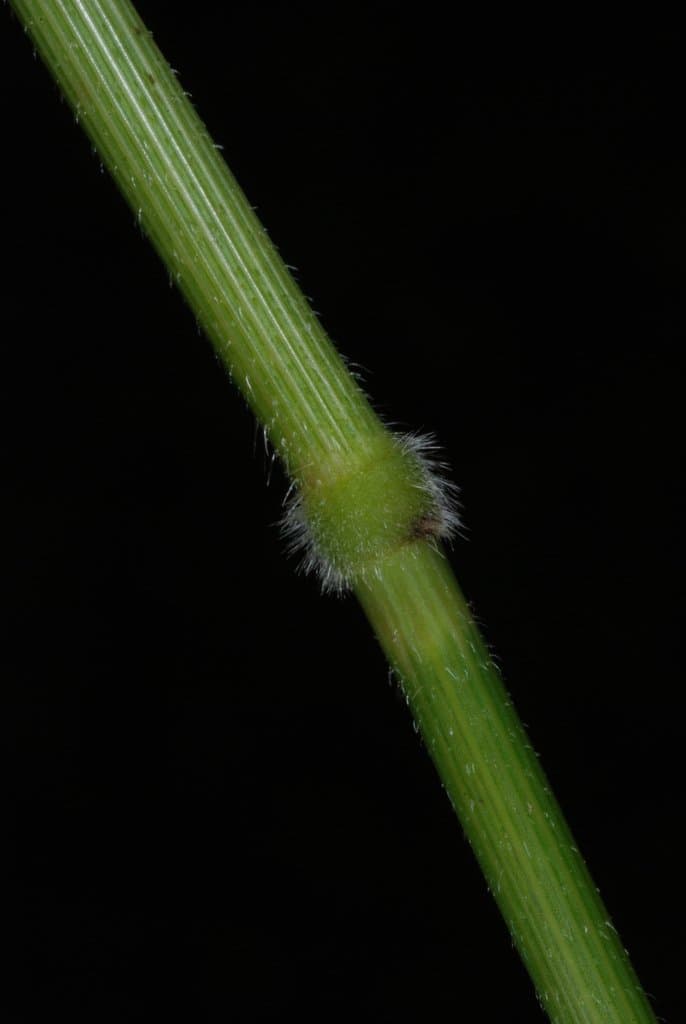 Leersia oryzoides (L.) Sw.