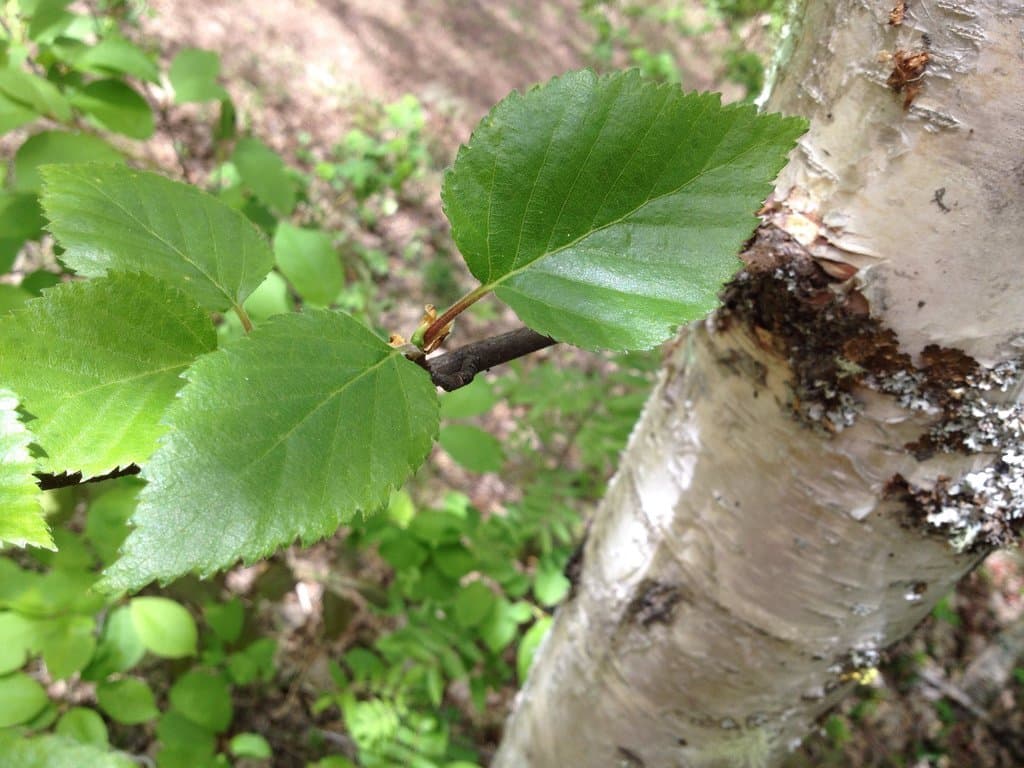 Betula papyrifera Marshall