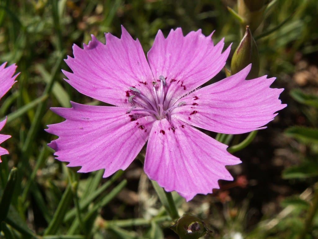 Dianthus chinensis L.