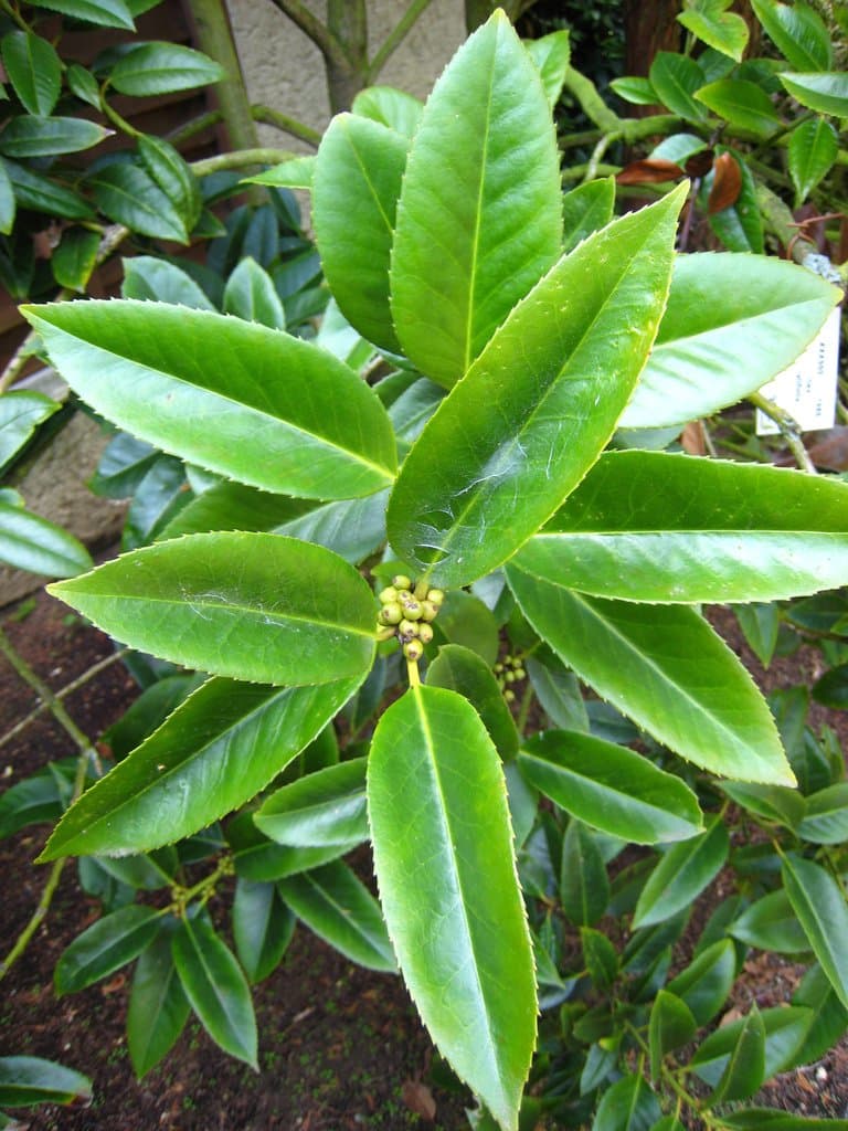 Ilex latifolia Thunb.
