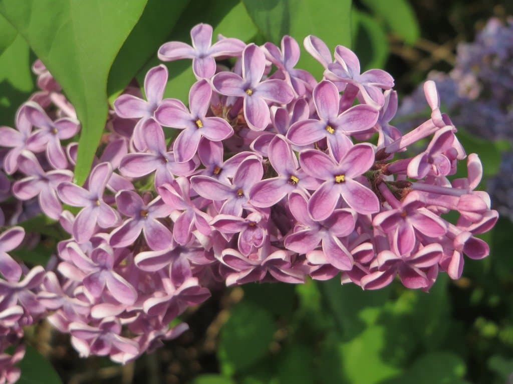 Syringa vulgaris L.