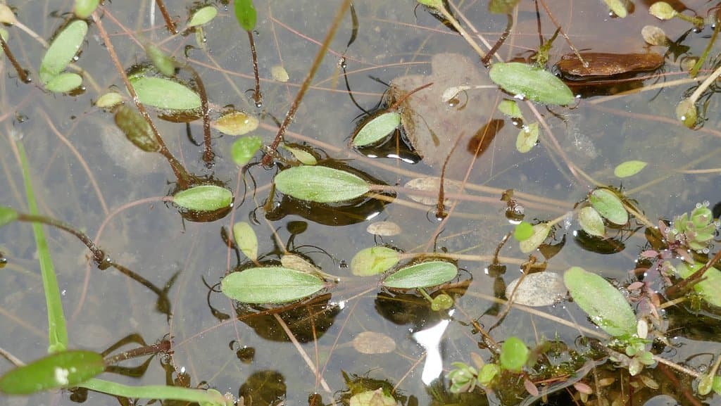 Luronium natans (L.) Raf.