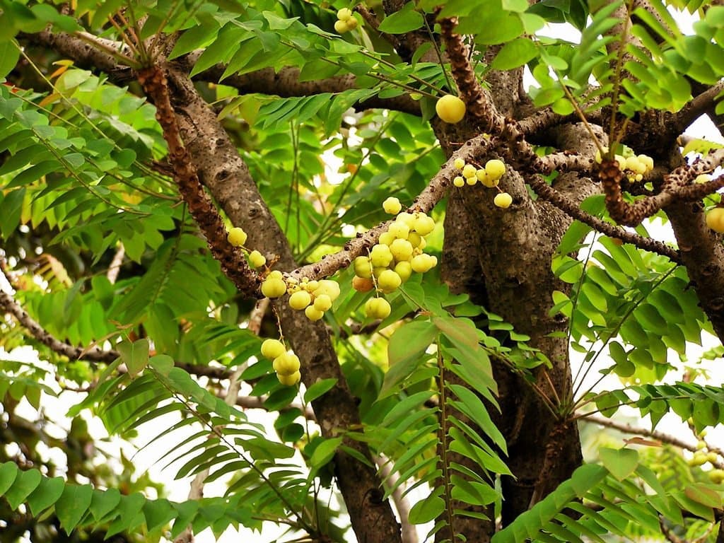 Phyllanthus acidus (L.) Skeels