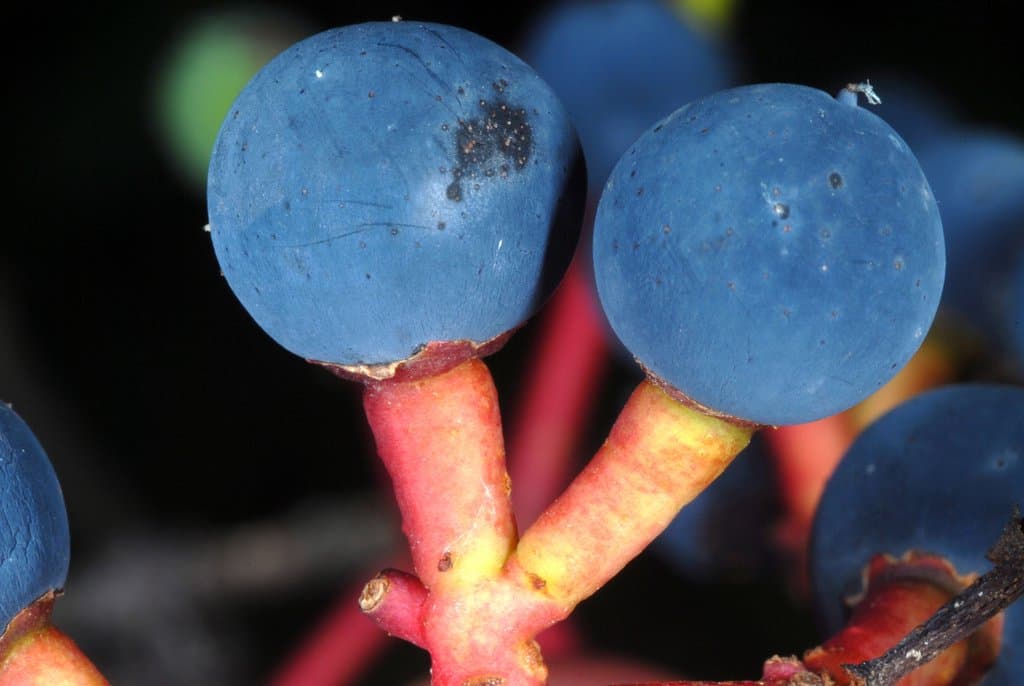 Parthenocissus inserta (A.Kern.) Fritsch