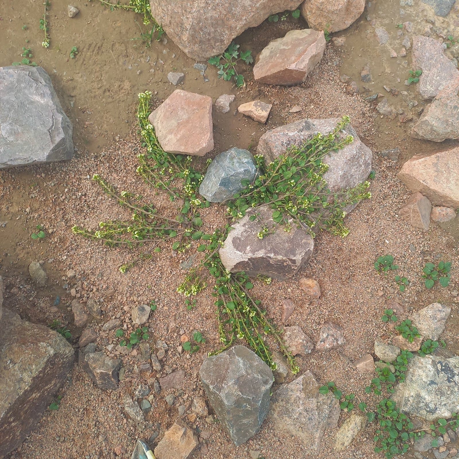 Eutrema altaicum (C.A.Mey.) Al-Shehbaz & S.I.Warwick