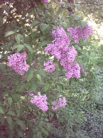 Syringa persica L.