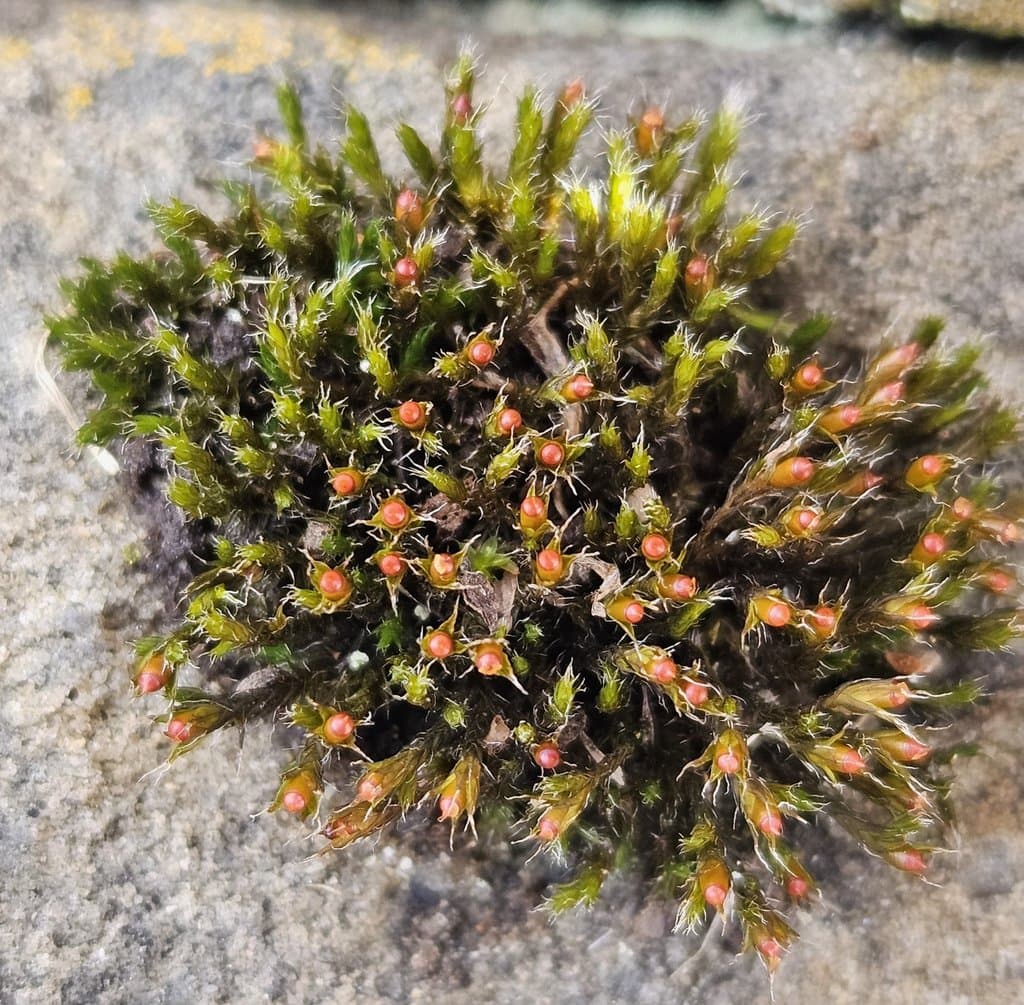 Schistidium crassipilum H.H.Blom
