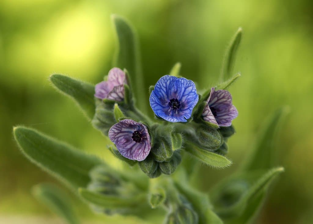 Cynoglossum creticum Mill.
