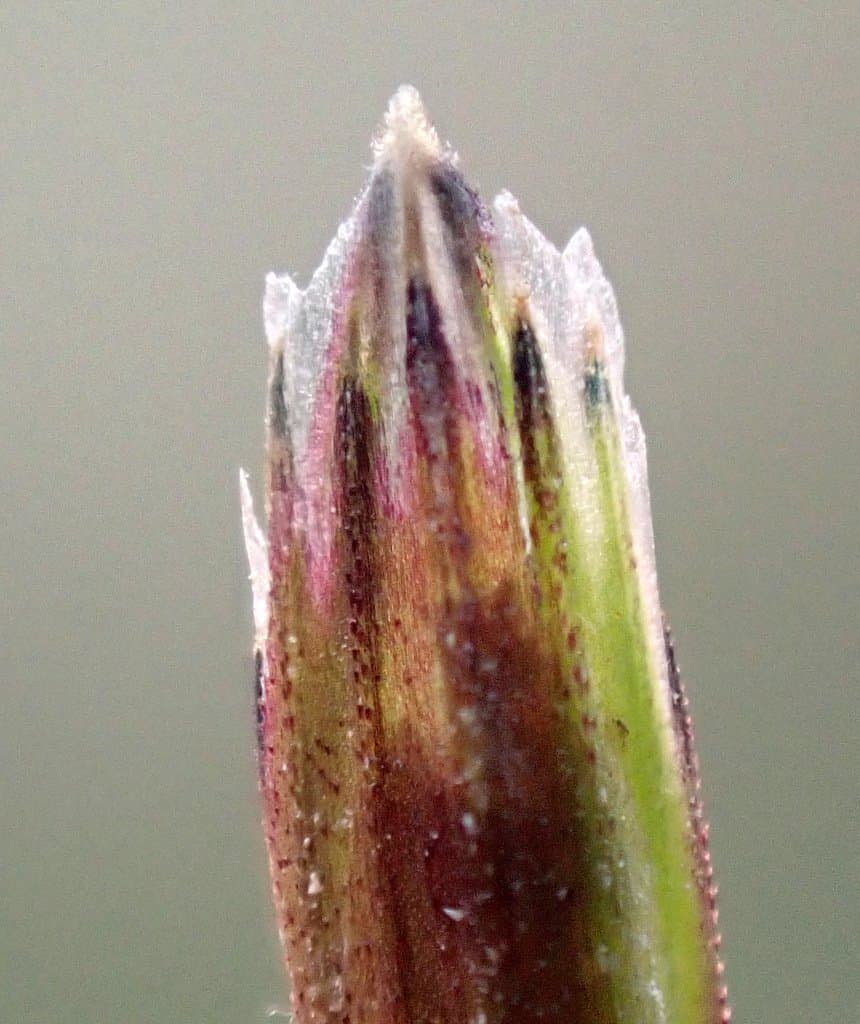 Glyceria declinata Bréb.