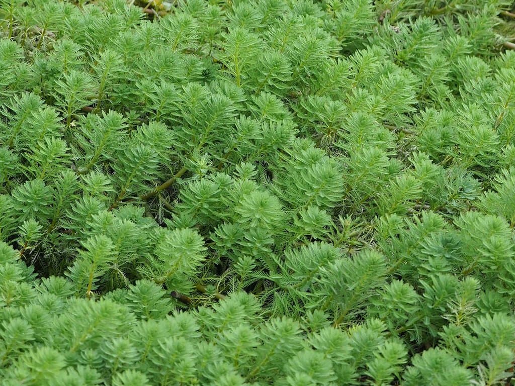 Myriophyllum aquaticum (Vell.) Verdc.