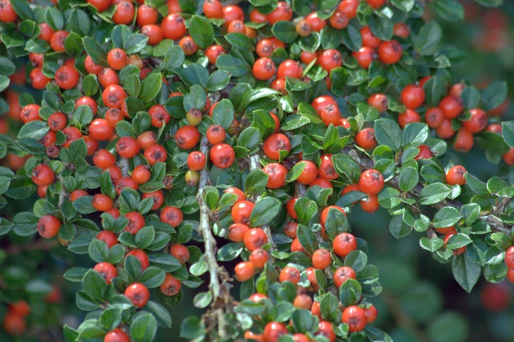 Cotoneaster horizontalis Decne.