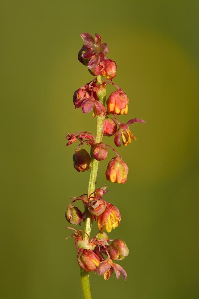 Rumex thyrsiflorus Fingerh.