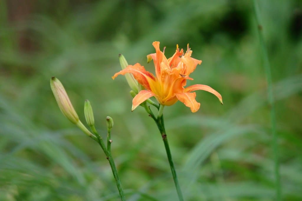 Hemerocallis fulva (L.) L.
