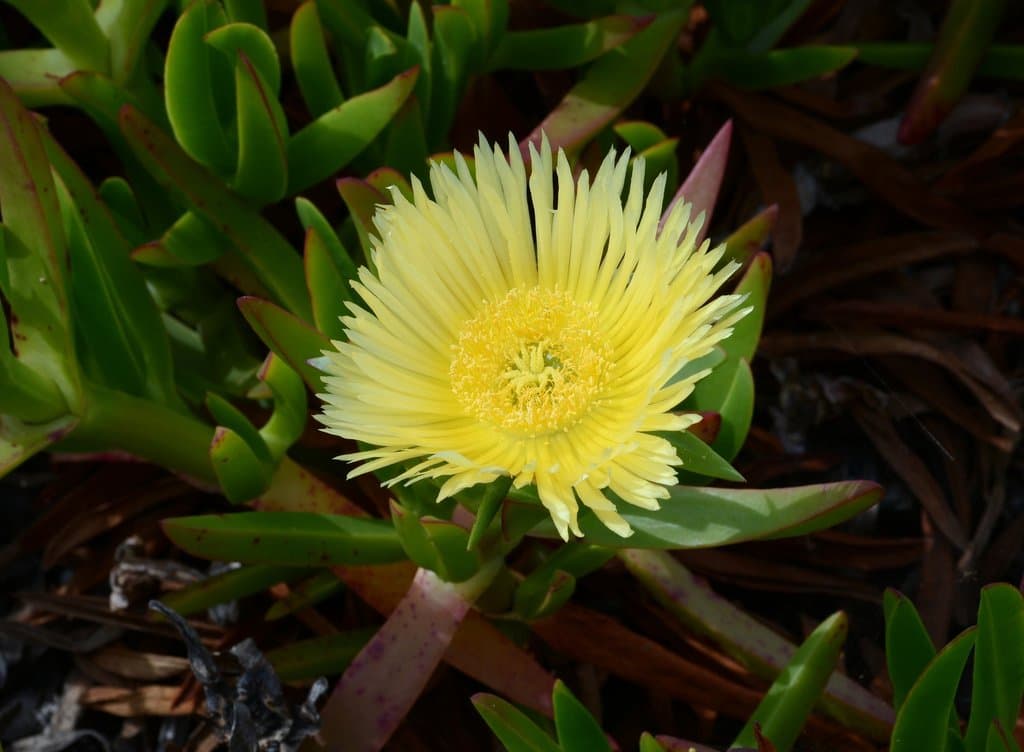 Carpobrotus edulis (L.) N.E.Br.