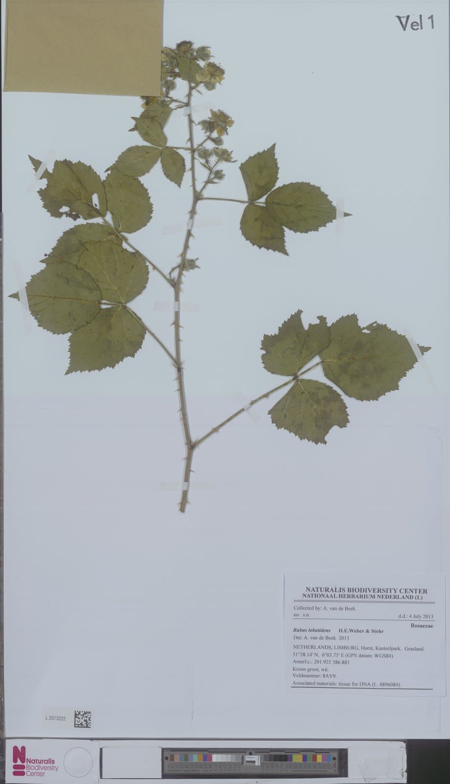 Rubus lobatidens H.E.Weber & Stohr