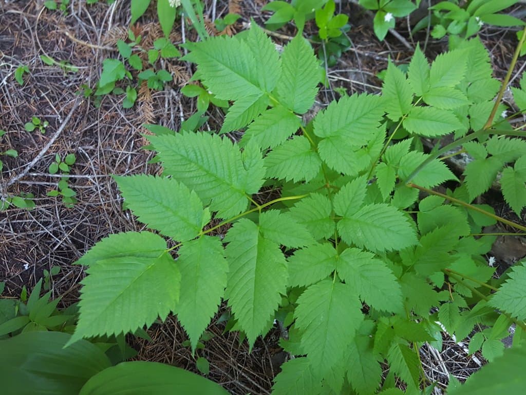 Aruncus dioicus (Walter) Fernald