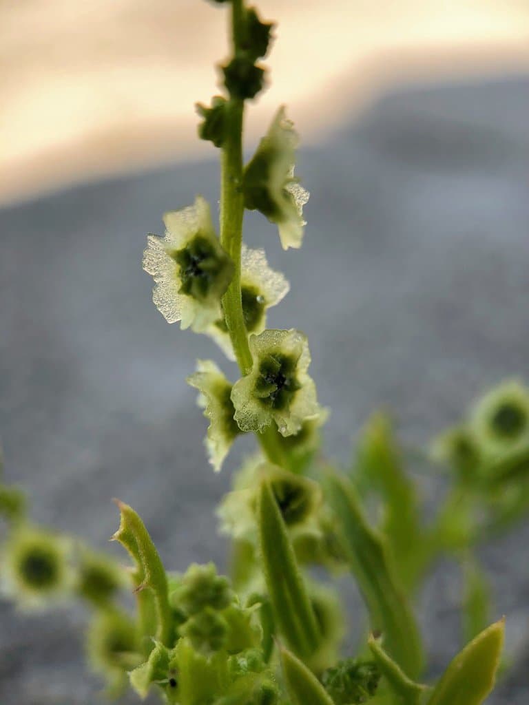 Dysphania atriplicifolia (Spreng.) G.Kadereit, Sukhor. & Uotila
