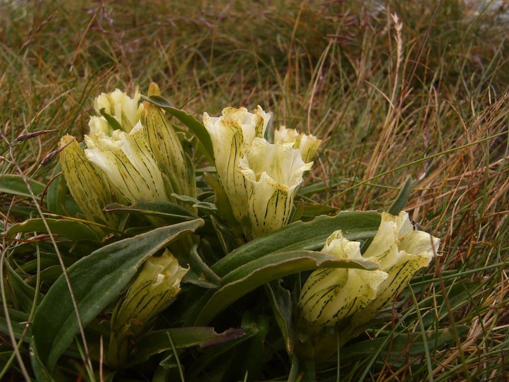 Gentiana frigida Haenke