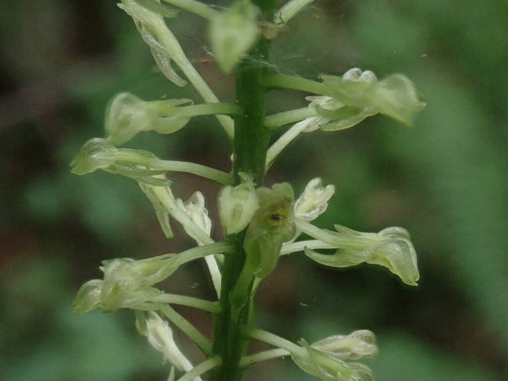 Malaxis maianthemifolia Schltdl. & Cham.