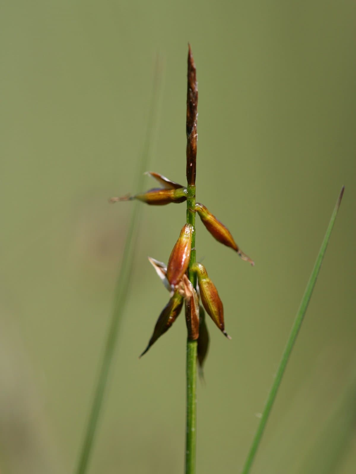 Carex pulicaris L.