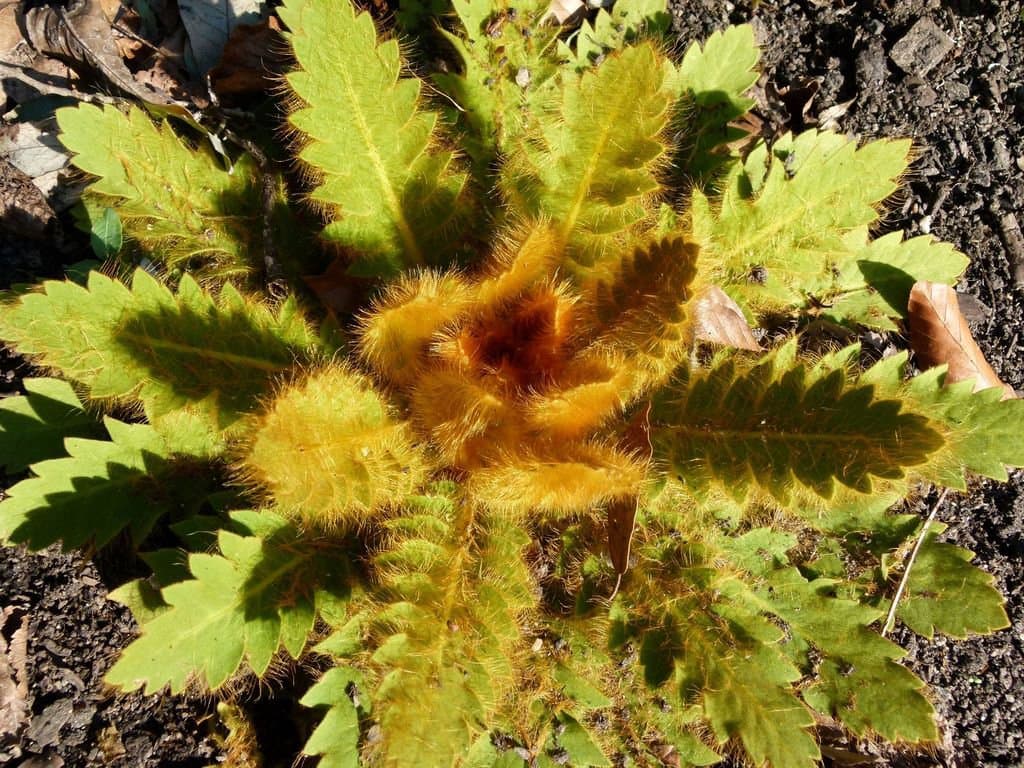 Meconopsis napaulensis DC.