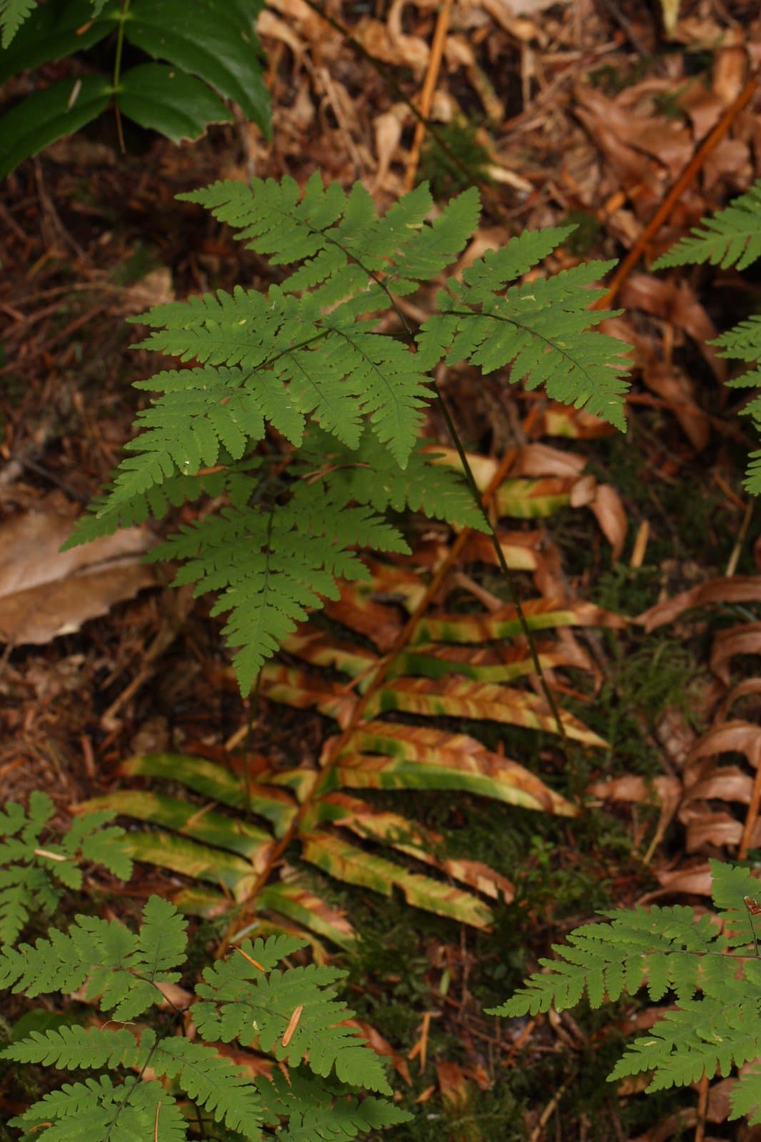 Gymnocarpium dryopteris (L.) Newman