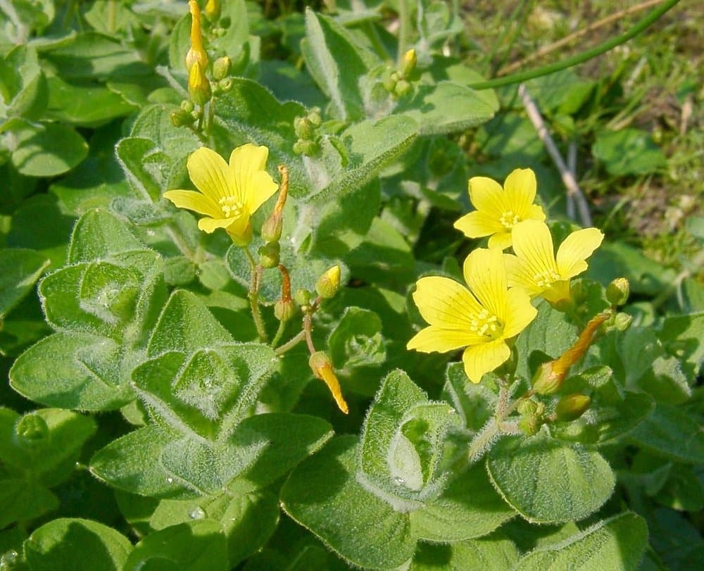Hypericum elodes L.