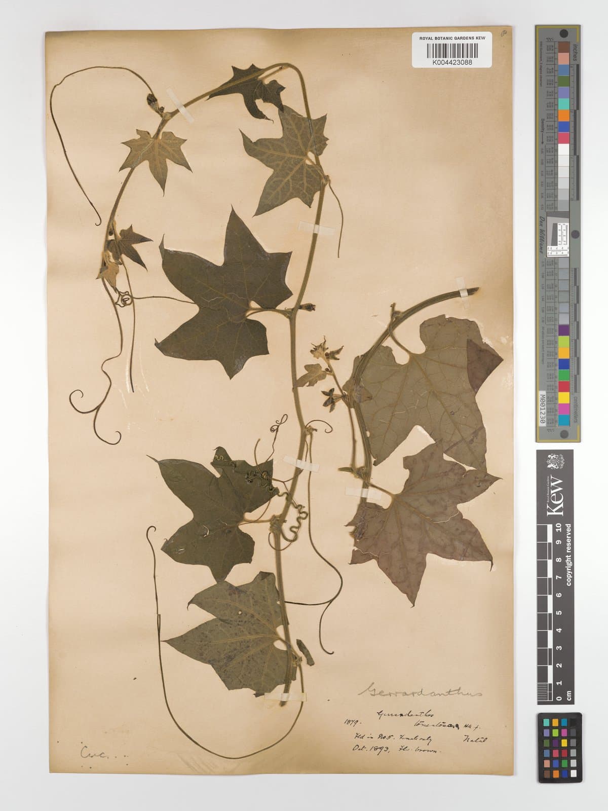Gerrardanthus tomentosus Hook.fil.