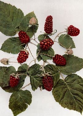 Rubus ×loganobaccus L.H.Bailey
