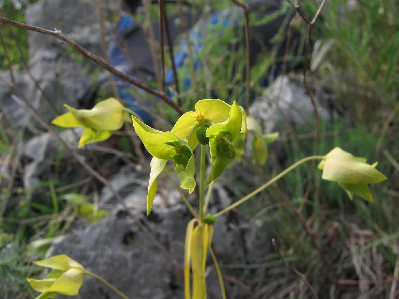 Euphorbia taurinensis All.