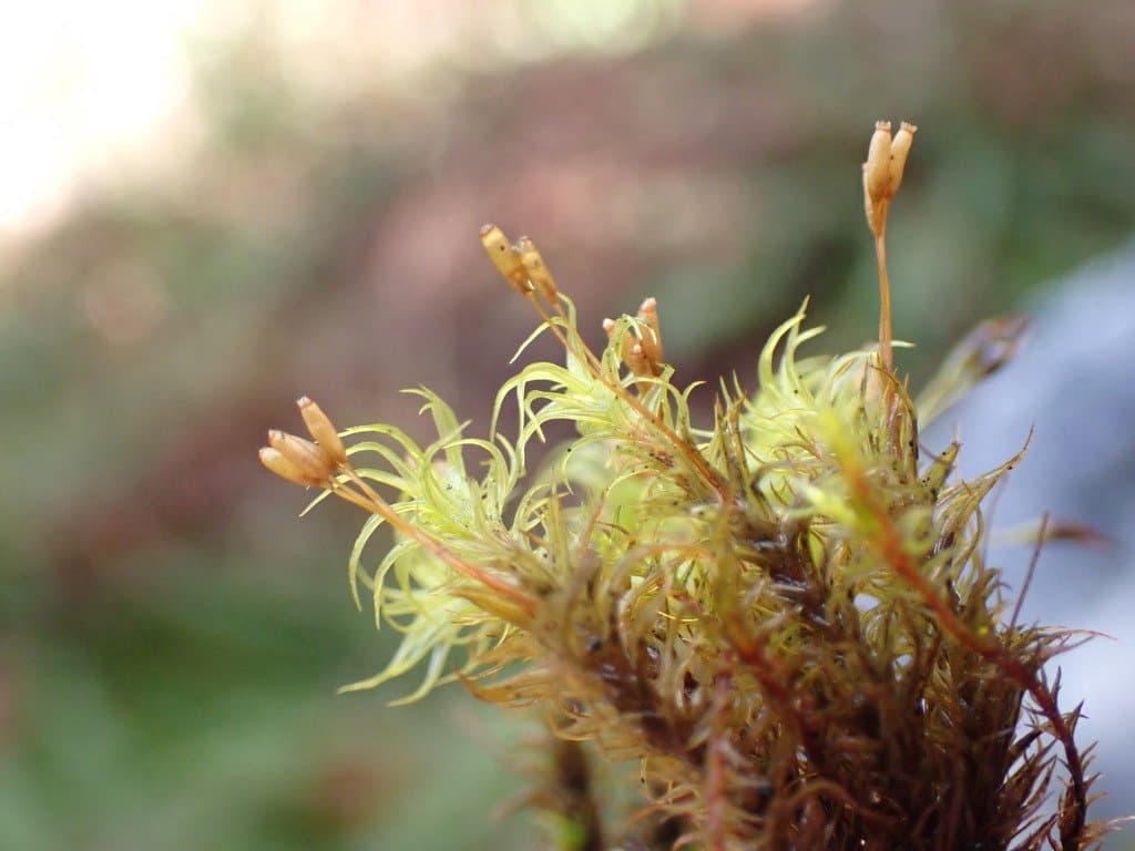 Ptychomitrium gardneri Lesq.