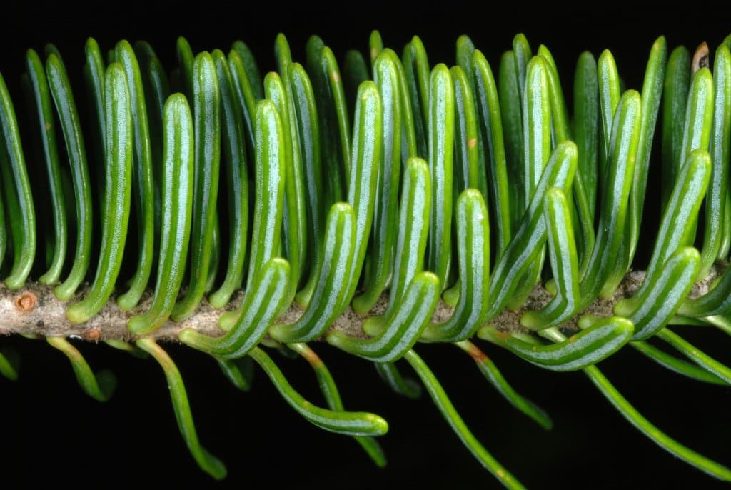 Abies balsamea (L.) Mill.