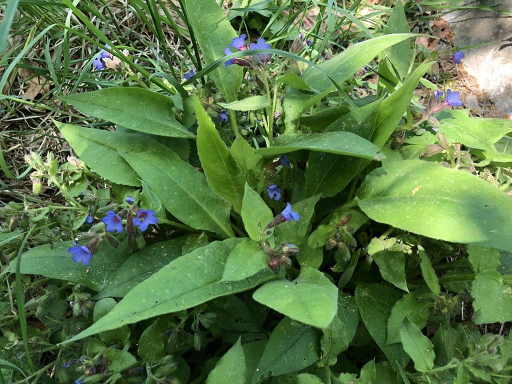 Pulmonaria helvetica Bolliger