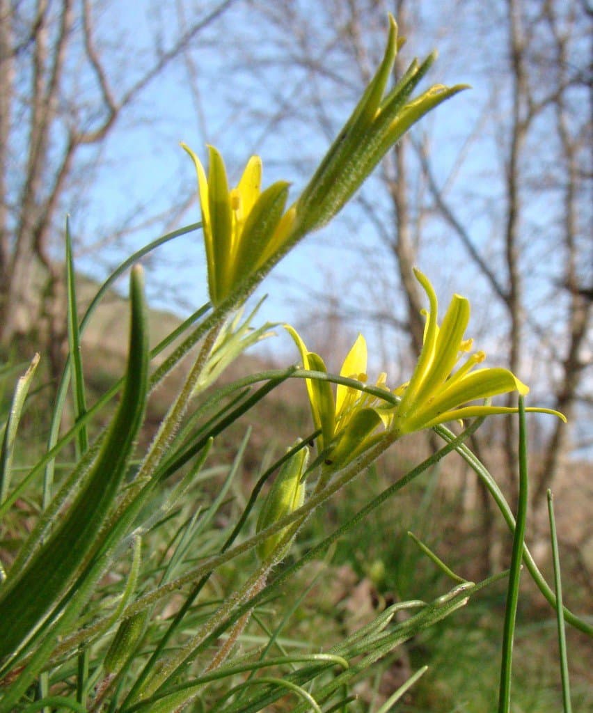 Gagea villosa (M.Bieb.) Sweet