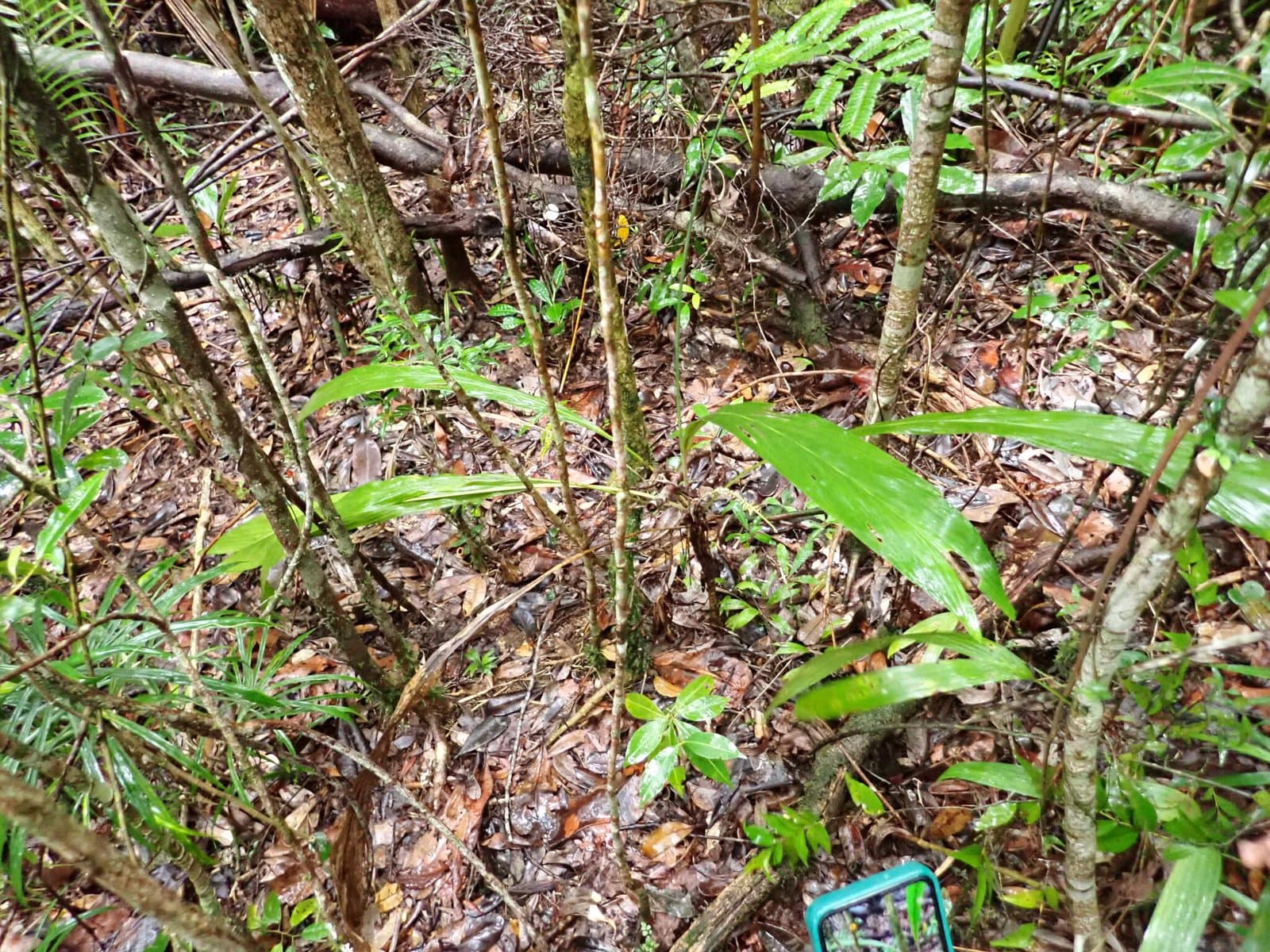 Dypsis brevicaulis (Guillaumet) Beentje & J.Dransf.