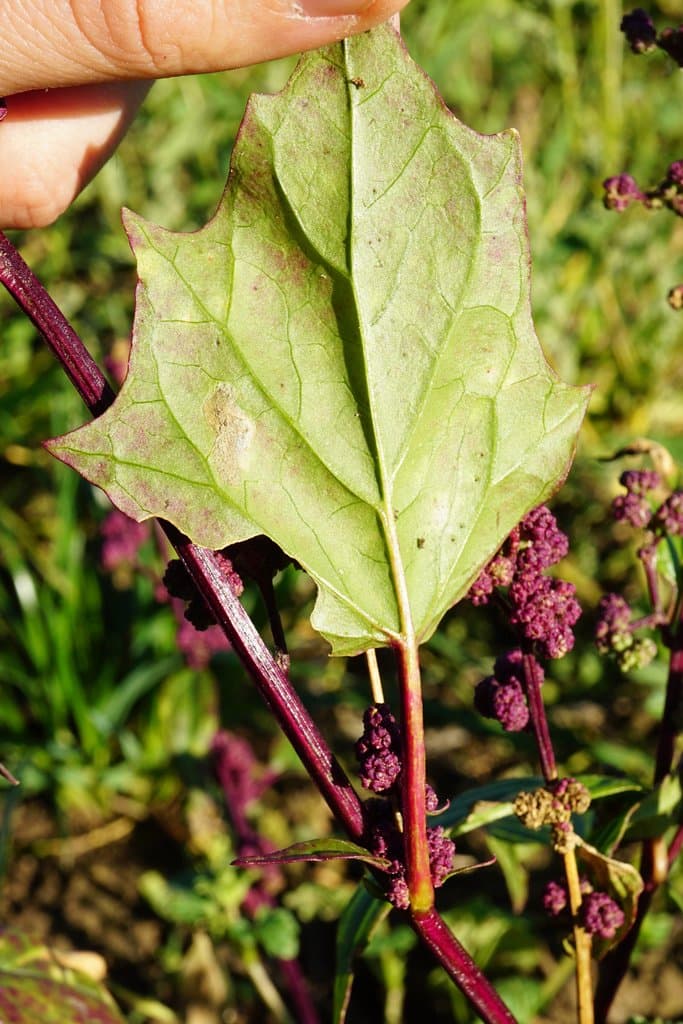 Chenopodiastrum hybridum (L.) S.Fuentes, Uotila & Borsch