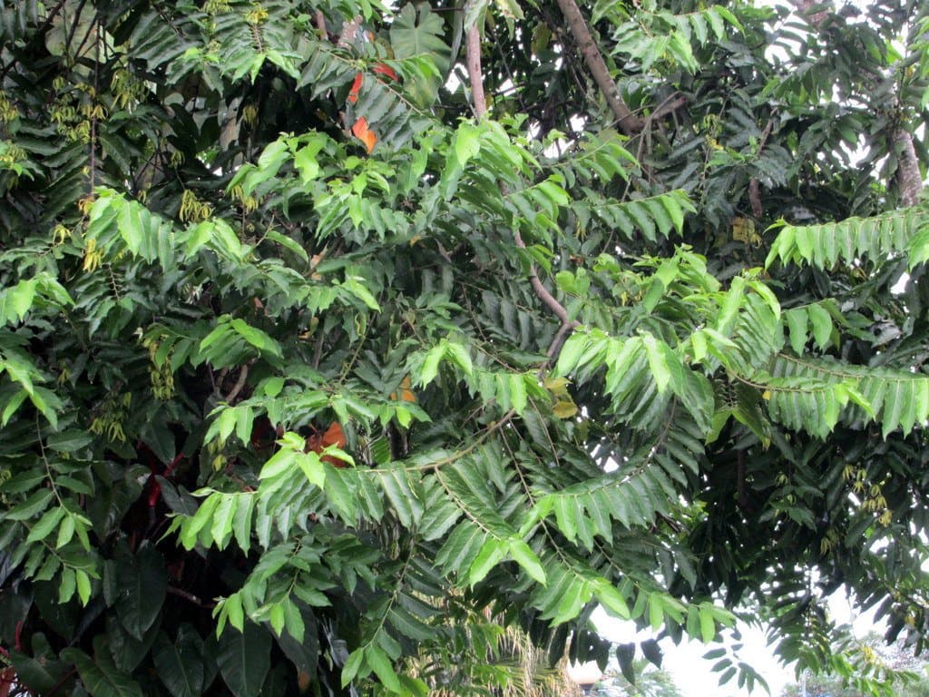 Cananga odorata (Lam.) Hook.f. & Thomson