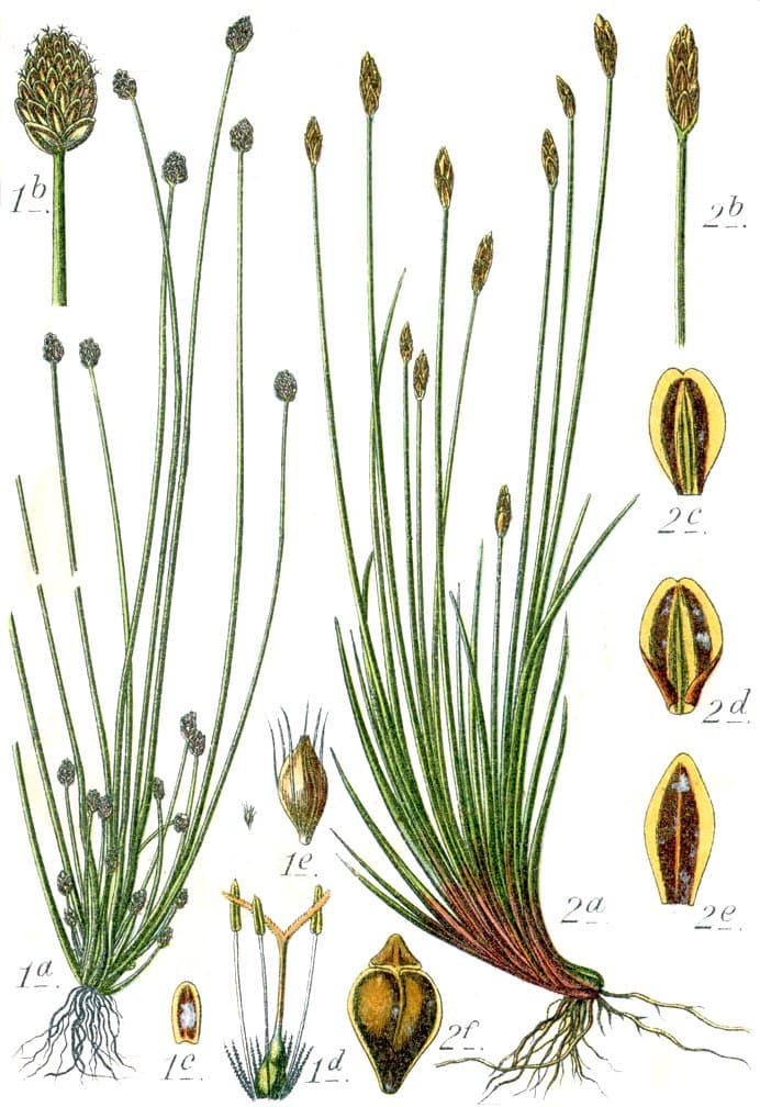Eleocharis ovata (Roth) Roem. & Schult.